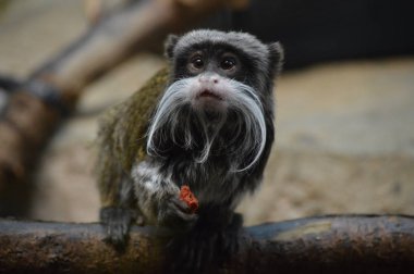 Emperor Tamarin