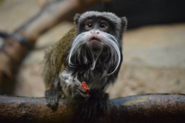 Emperor Tamarin
