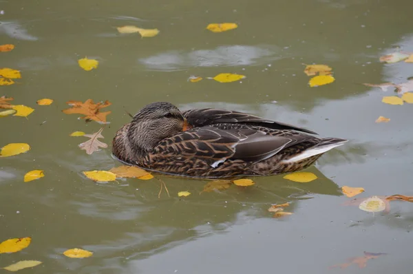 Pato na água — Fotografia de Stock