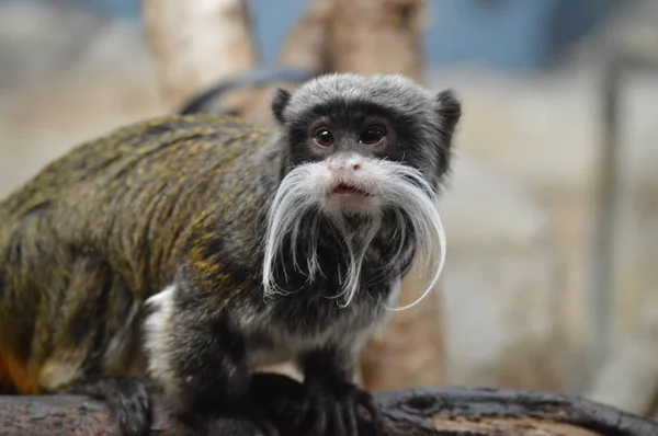 Een Keizer Tamarin — Stockfoto