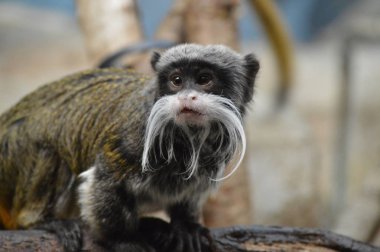 Emperor Tamarin