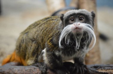 Emperor Tamarin