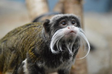 Emperor Tamarin