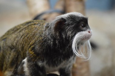Emperor Tamarin