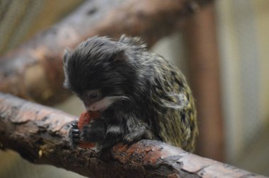 Emperor Tamarin