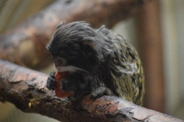 Emperor Tamarin