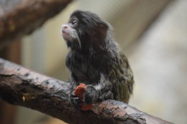 Emperor Tamarin