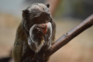 Emperor Tamarin