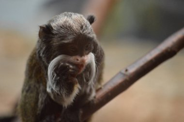 Emperor Tamarin
