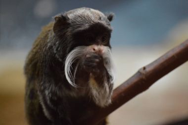 Emperor Tamarin