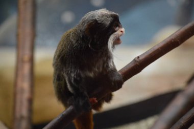 Emperor Tamarin