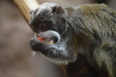 Emperor Tamarin
