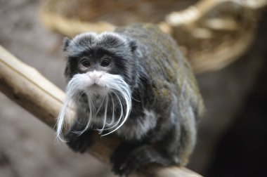 Emperor Tamarin