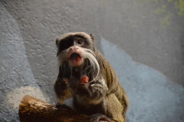 Um Imperador Tamarin — Fotografia de Stock