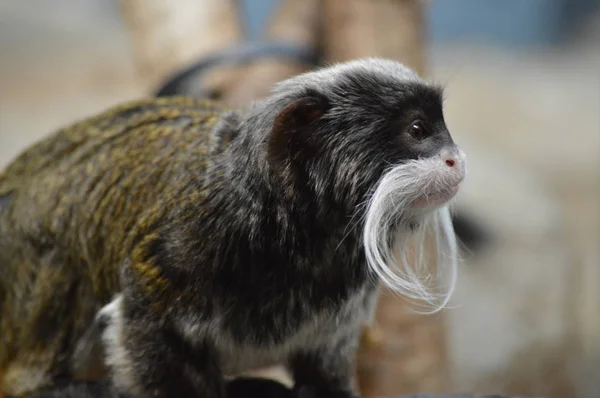 Un emperador Tamarin — Foto de Stock