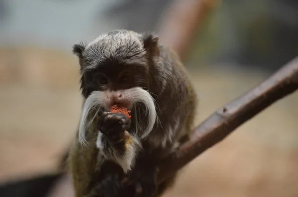 Un emperador Tamarin — Foto de Stock