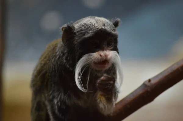 Un emperador Tamarin — Foto de Stock