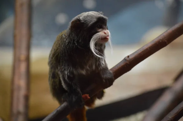 Un emperador Tamarin — Foto de Stock