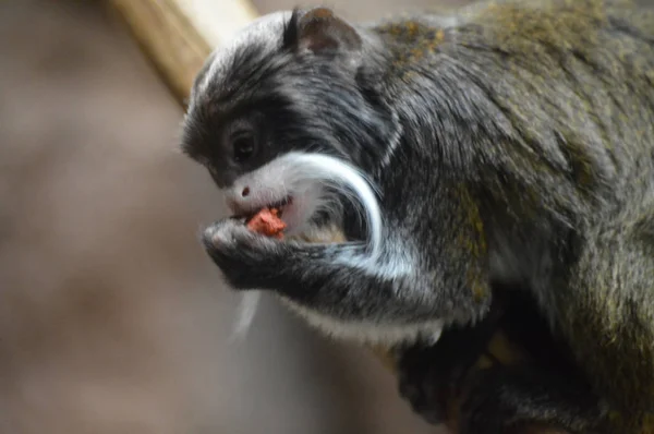 Ein Kaiser Tamarin — Stockfoto