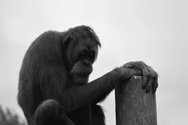 屋外のオランウータンは — ストック写真