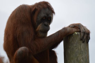 Açık havada orangutan.