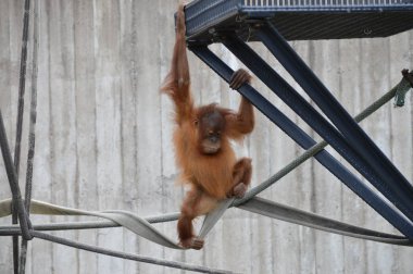 Açık havada orangutan.
