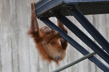 Açık havada orangutan.