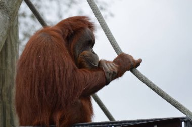 Açık havada orangutan.