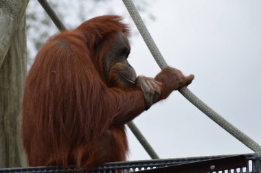 Açık havada orangutan.