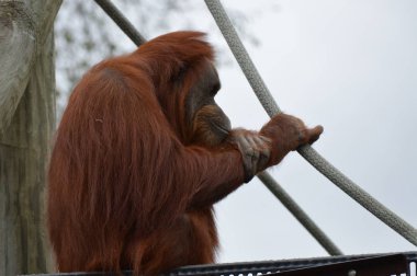 Açık havada orangutan.