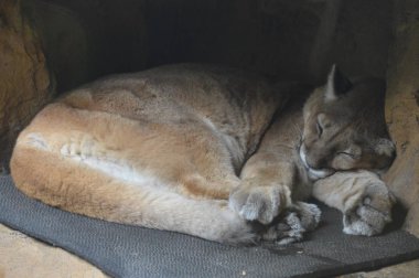 Uyuyan bir Puma