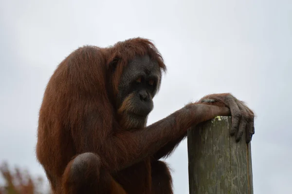 Orangután al aire libre —  Fotos de Stock