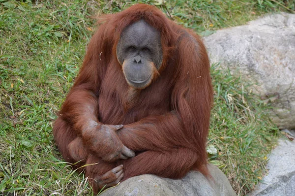 Orangután al aire libre —  Fotos de Stock