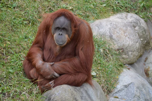 Orangután al aire libre —  Fotos de Stock