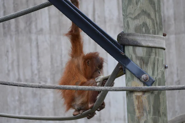 Orangutan in the outdoor — стоковое фото