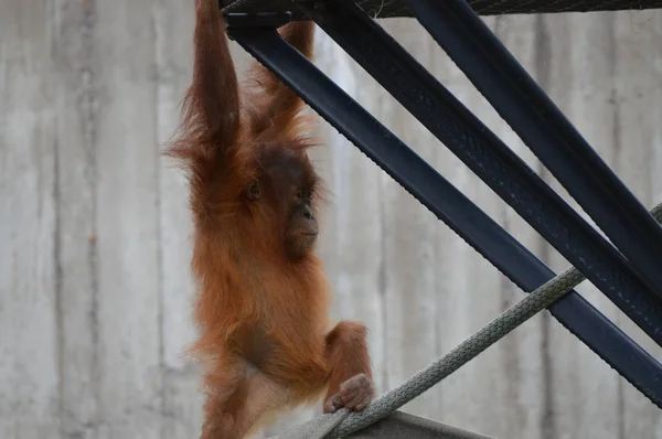 Açık havada orangutan. — Stok fotoğraf