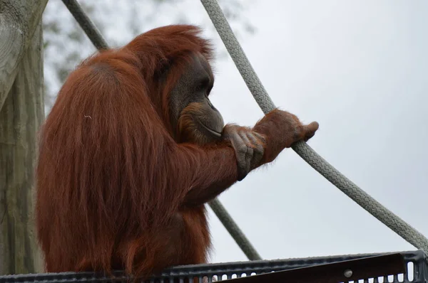 Açık havada orangutan. — Stok fotoğraf