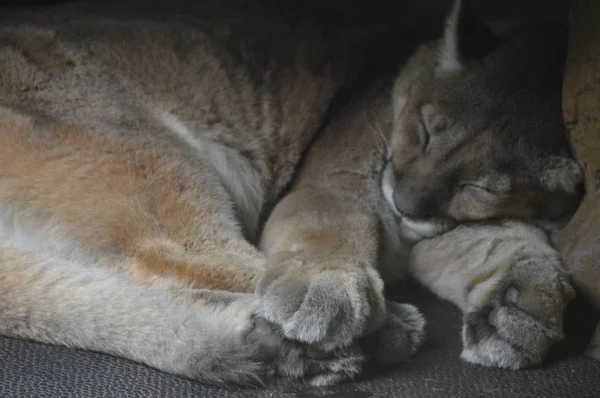 Um Puma Adormecido — Fotografia de Stock