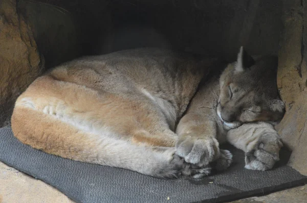 Um Puma Adormecido — Fotografia de Stock