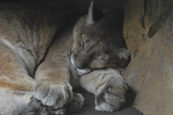 Um Puma Adormecido — Fotografia de Stock