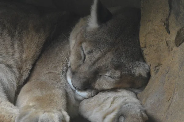 Um Puma Adormecido — Fotografia de Stock