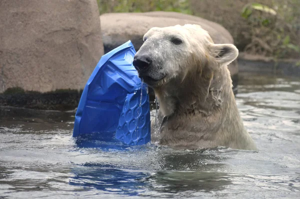 Suda kutup ayısı — Stok fotoğraf