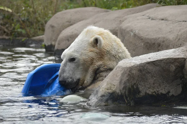 Suda kutup ayısı — Stok fotoğraf