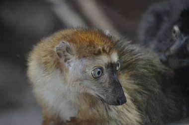 Mavi gözlü lemur