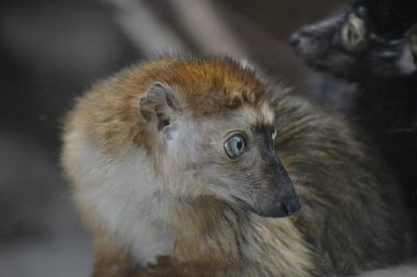 Mavi gözlü lemur