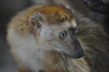 Mavi gözlü lemur