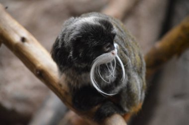 Emperor Tamarin