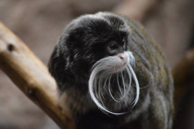 Emperor Tamarin