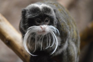 Emperor Tamarin