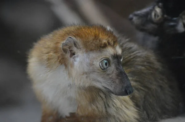 Blauwe eyed lemur — Stockfoto